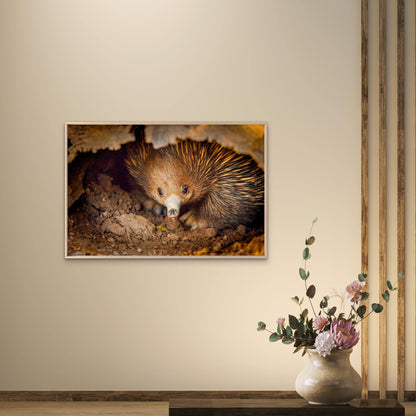 Short-Beaked Echidna Australia Wall Art Decor 100% Australian Made