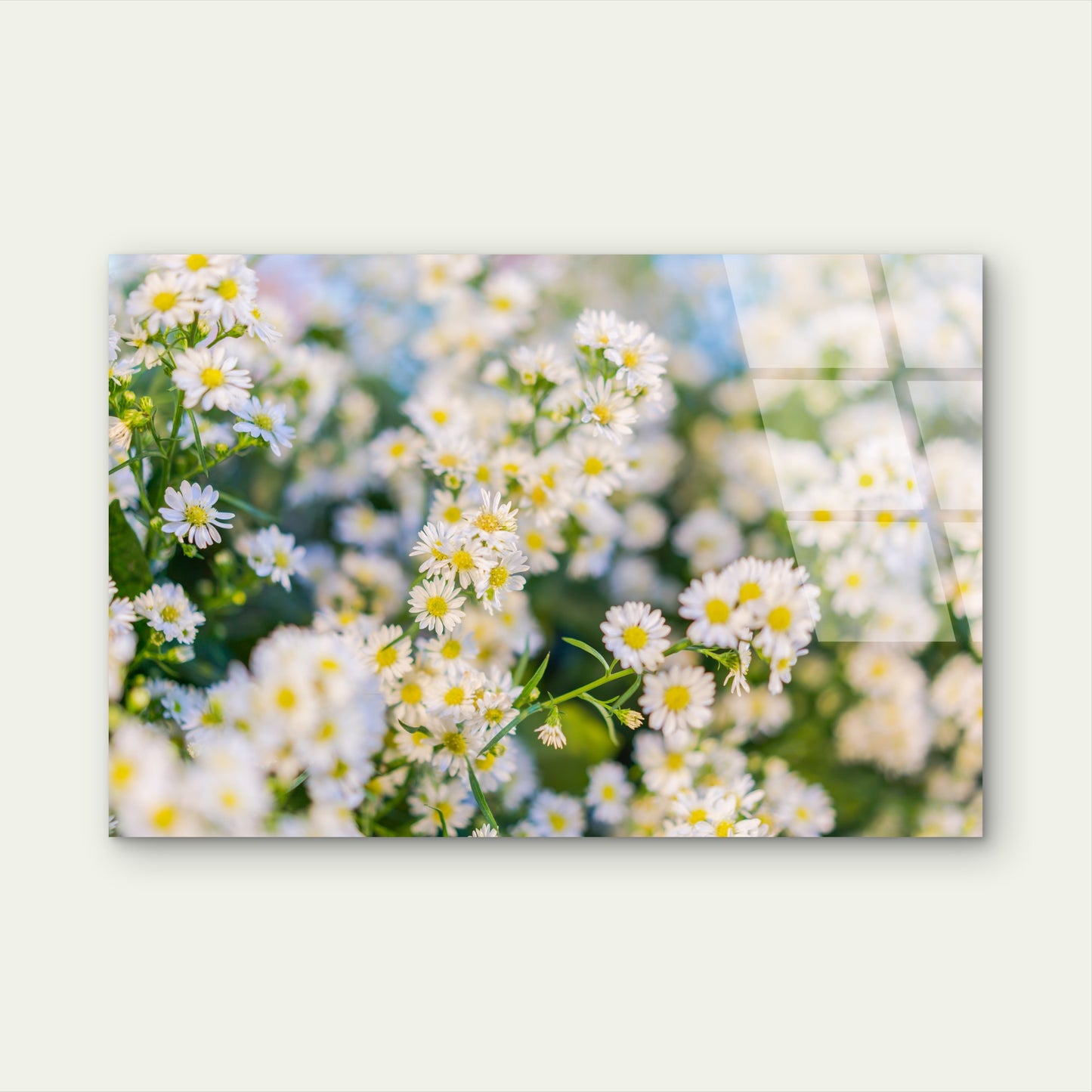 Delicate White Daisies Blooming in Spring Sunlight Nature Floral Acrylic Glass Printing Wall Art Australian Made Quality