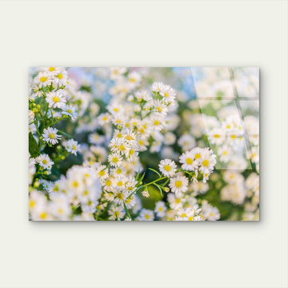 Delicate White Daisies Blooming in Spring Sunlight Nature Floral Acrylic Glass Printing Wall Art Australian Made Quality