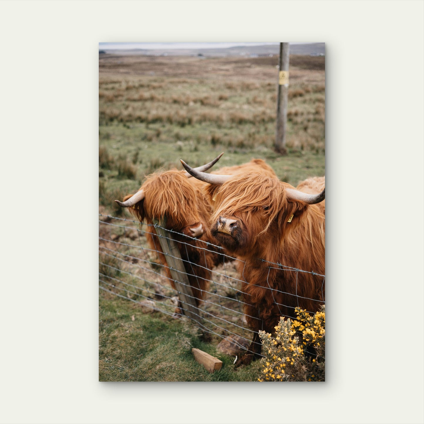 Long Haired Cows Standing Next To A Fence 60x90cm Metal Print Ready to Hang