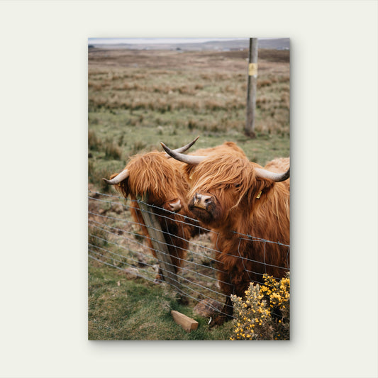 Long Haired Cows Standing Next To A Fence 60x90cm Metal Print Ready to Hang