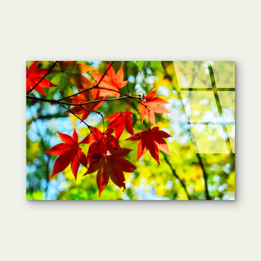 Red Maple Leaves Foliage Acrylic Glass Printing Wall Art Australian Made Quality