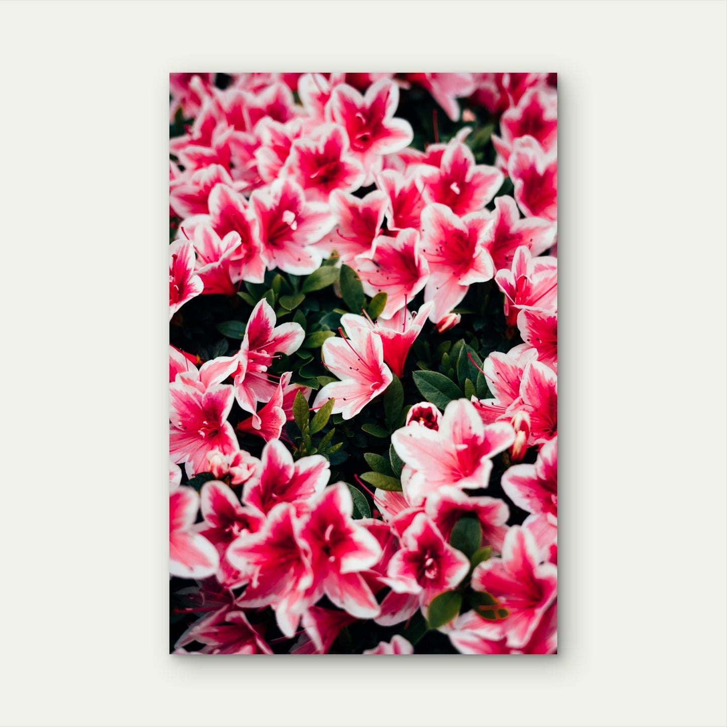 Close-Up of Blooming Azalea Flowers 40x60cm Metal Print Ready to Hang