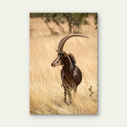 Sable Antelope Standing in a Field 60x90cm Metal Print Ready to Hang