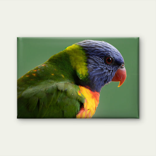 Colorful Rainbow Lorikeet Parrot Australia Wall Art Decor 100% Australian Made