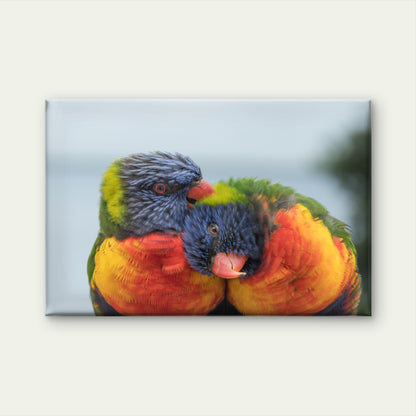 Pair of Rainbow Lorikeets Preening Australia Wall Art Decor 100% Australian Made