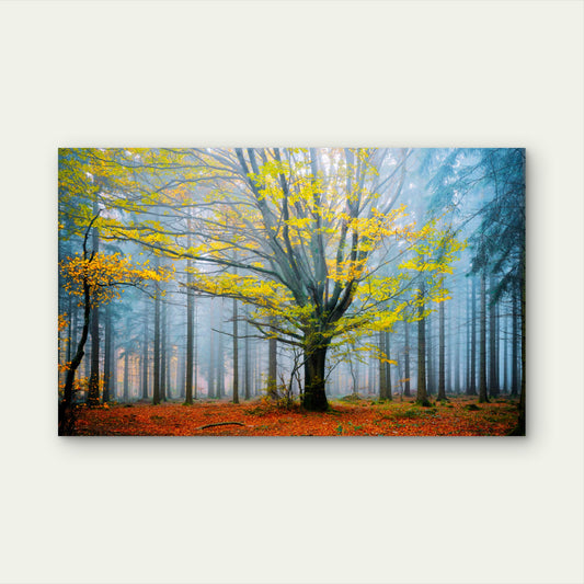 Green Tree Autumn Dark Forest Wall Art Decor 100% Australian Made