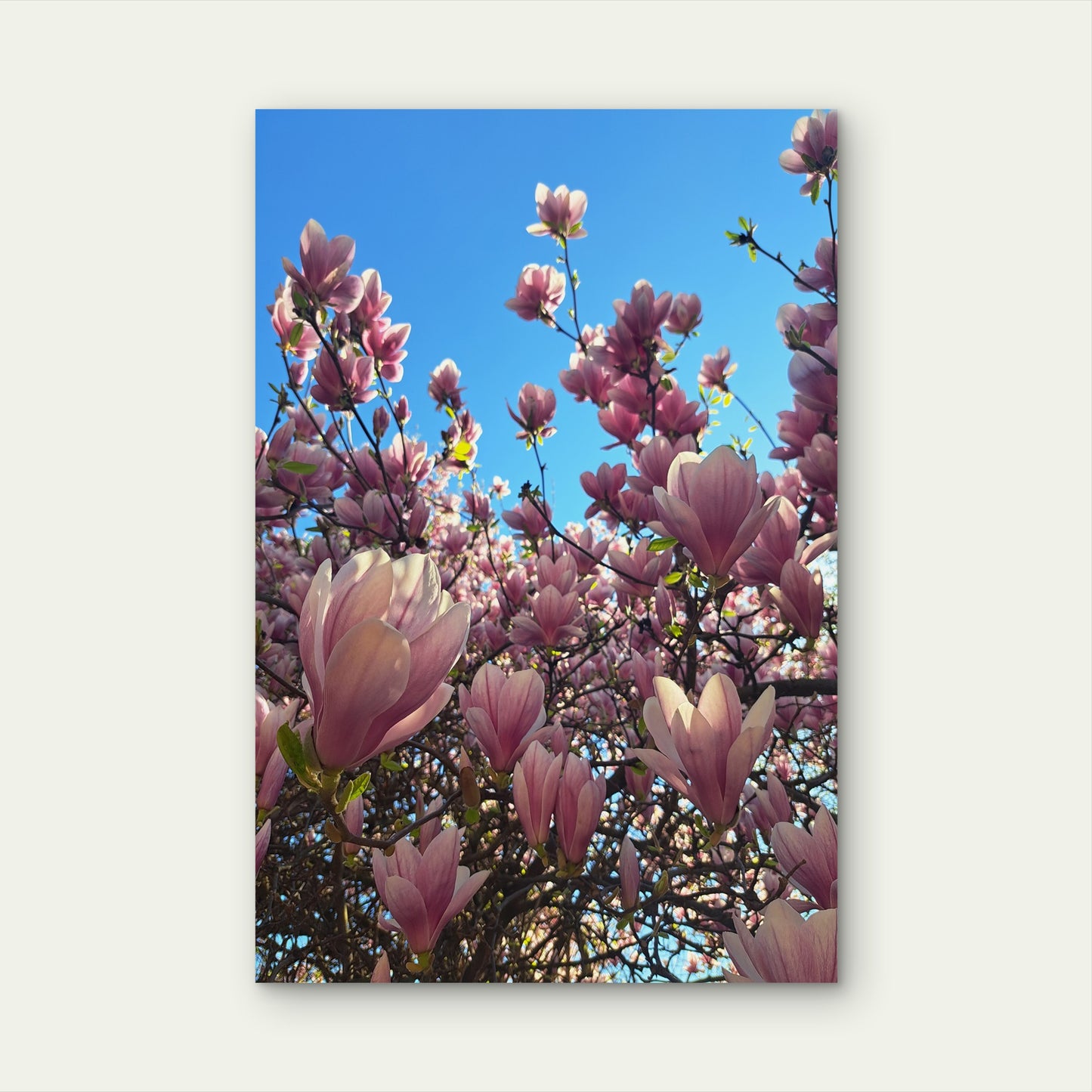 Pink Magnolia Tree Spring Flower Blossom 40x60cm Metal Print Ready to Hang