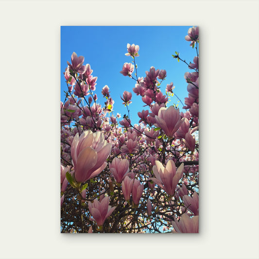 Pink Magnolia Tree Spring Flower Blossom 40x60cm Metal Print Ready to Hang