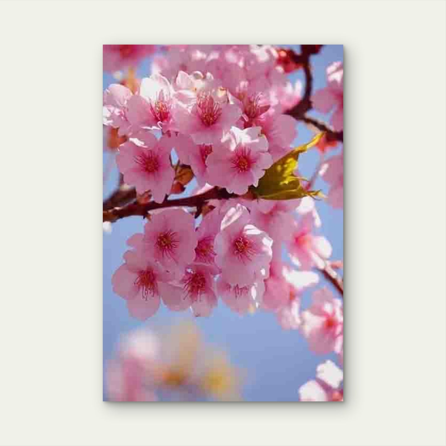 Vibrant Pink & White Floral Desig 60x90cm Metal Print Ready to Hang