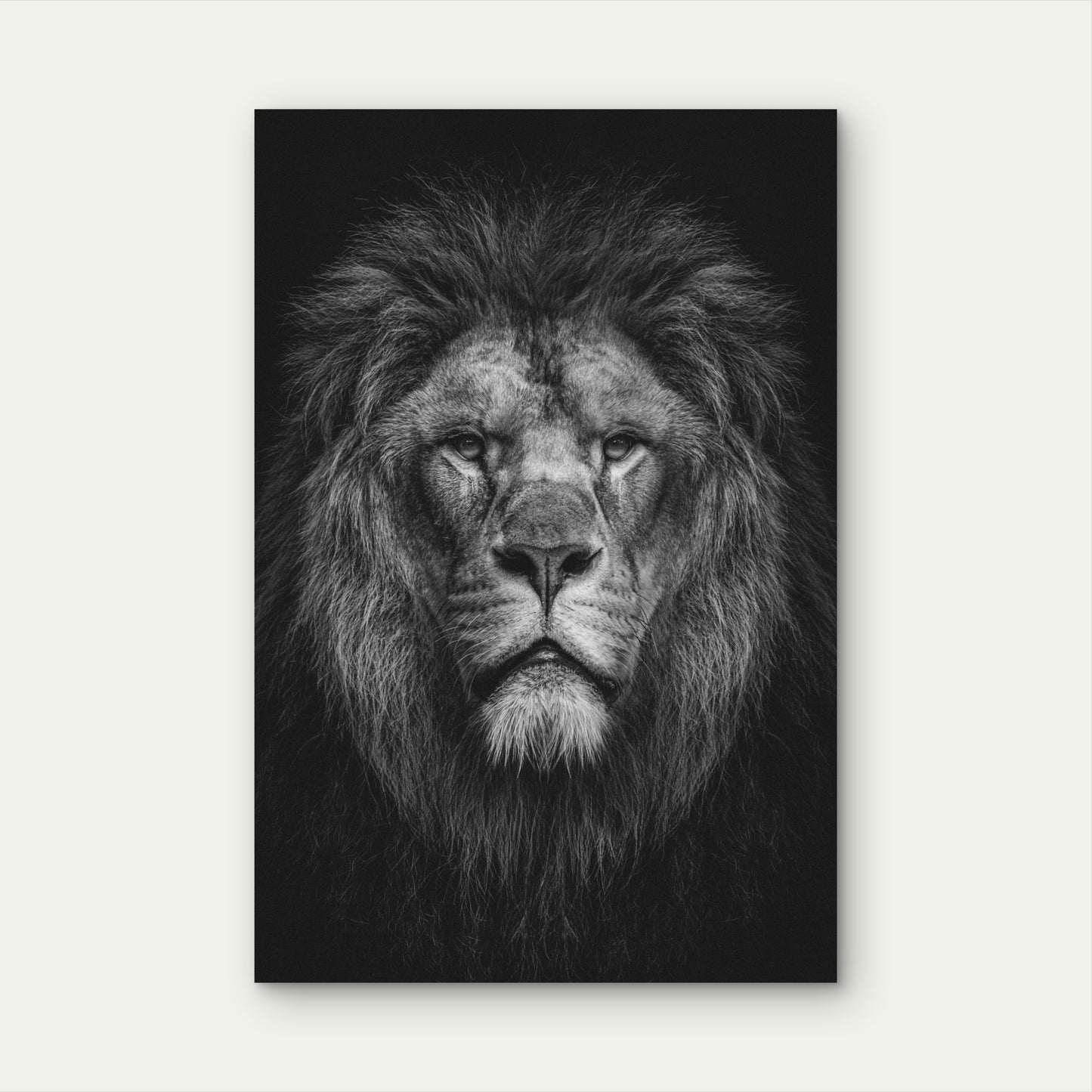 Black And White Photograph Of A Male Lion's Face 40x60cm Metal Print Ready to Hang