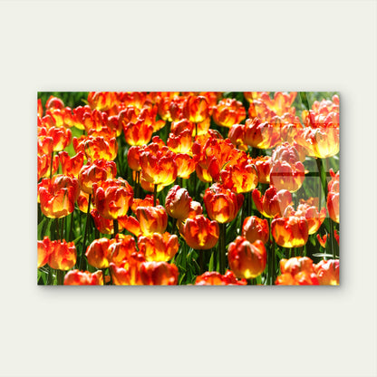 Vibrant Field Of Red And Yellow Tulips Spring Floral Landscape Acrylic Glass Printing Wall Art Australian Made Quality