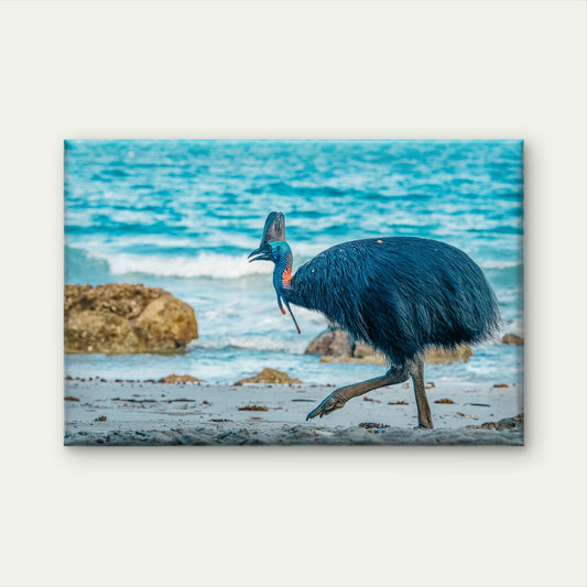 Southern Cassowary Striding Along the Sandy Beaches of Etty Bay, Queensland Wall Art Decor 100% Australian Made