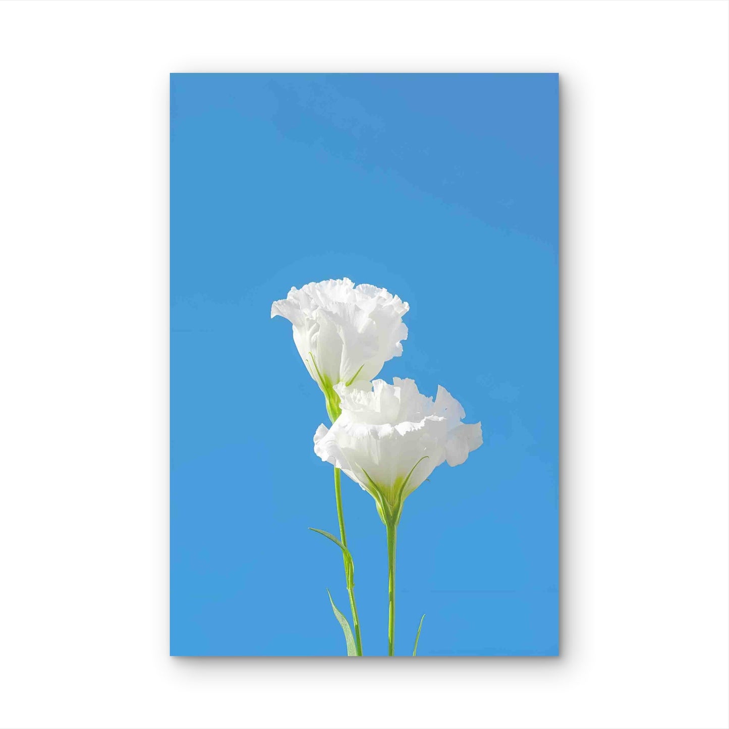 Pure White Eustoma Against A Vivid Blue Sky 40x60cm Metal Print Ready to Hang - Bella Home Decor