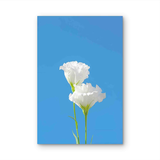 Pure White Eustoma Against A Vivid Blue Sky 40x60cm Metal Print Ready to Hang