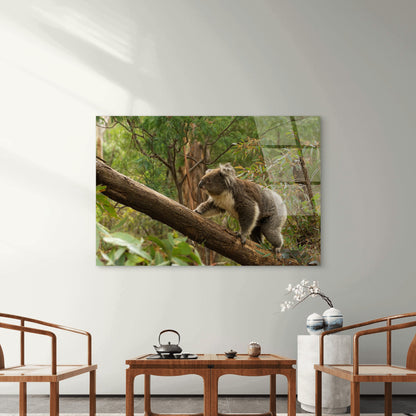 Aussie Wild Koala Bear Native Forest Acrylic Glass Printing Wall Art Australian Made Quality