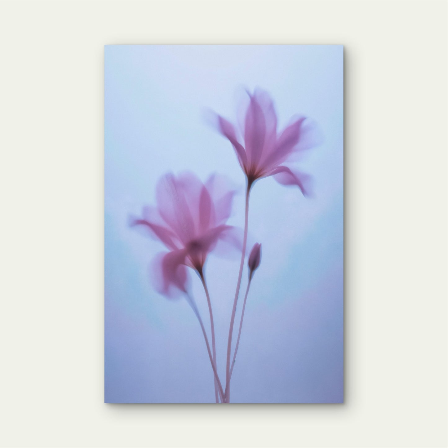 Softly Focused Pink Flowers 40x60cm Metal Print Ready to Hang