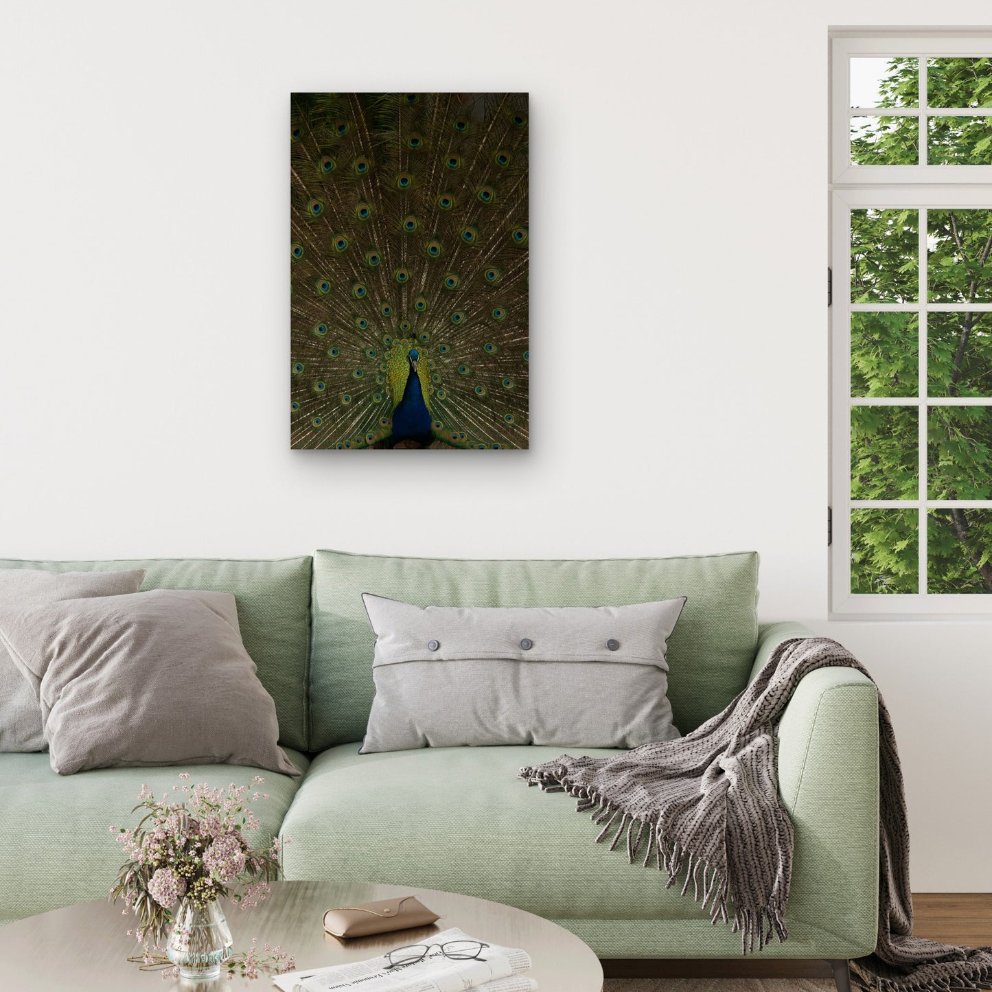 Indian Peacock Displaying Its Tail Feathers 40x60cm Metal Print Ready to Hang