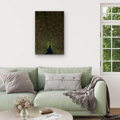 Indian Peacock Displaying Its Tail Feathers 40x60cm Metal Print Ready to Hang