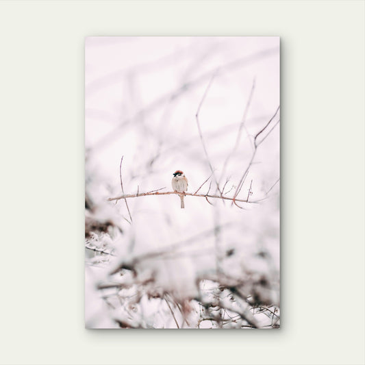 Eurasian Tree Sparrow On Tree Branch 60x90cm Metal Print Ready to Hang
