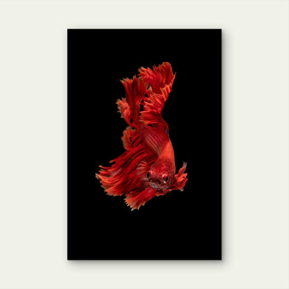 Vibrant Red Siamese Fighting Fish 40x60cm Metal Print Ready to Hang
