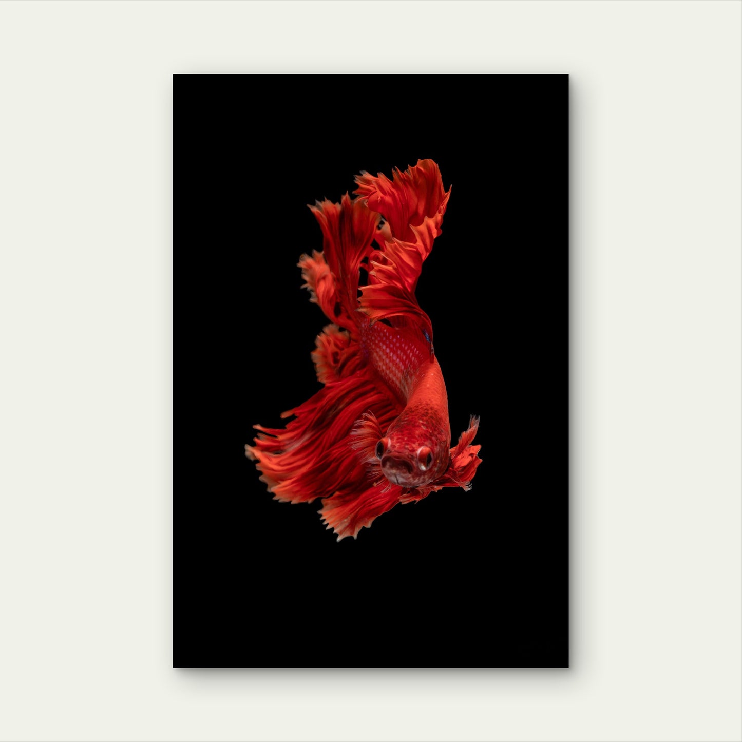 Vibrant Red Siamese Fighting Fish 60x90cm Metal Print Ready to Hang