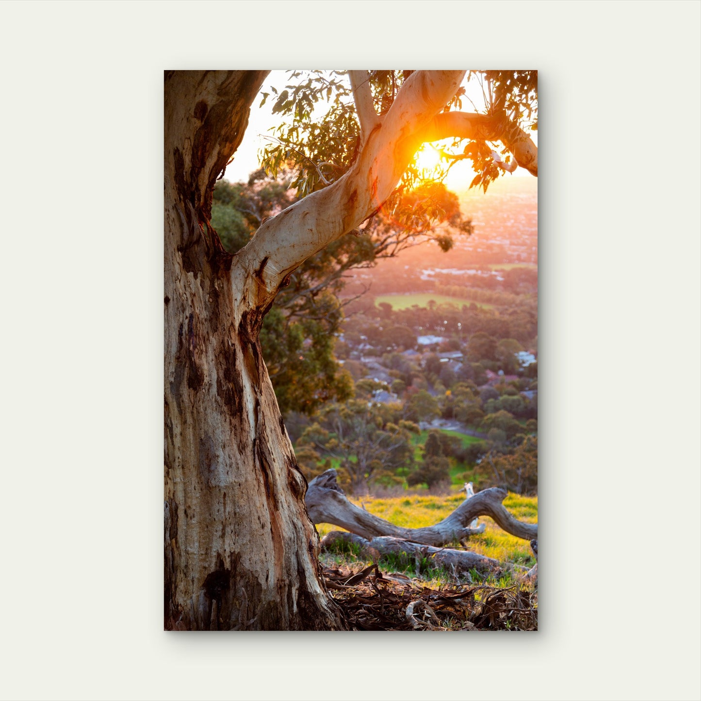 Adelaide Hills Mount Lofty South Australia 40x60cm Metal Print Ready to Hang