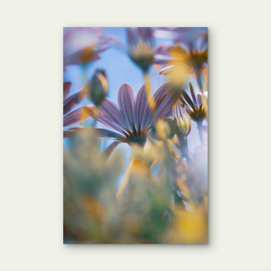 Purple Osteospermum African Daisy 40x60cm Metal Print Ready to Hang