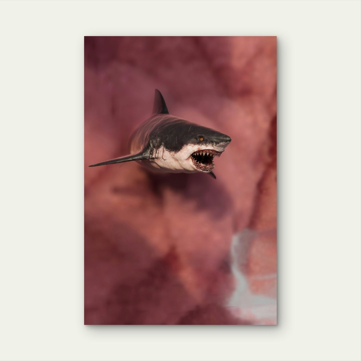 A Great White Shark With Mouth Open Swims 40x60cm Metal Print Ready to Hang