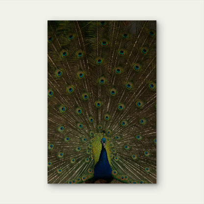 Indian Peacock Displaying Its Tail Feathers 40x60cm Metal Print Ready to Hang