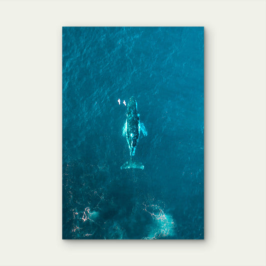 Humpback Whale Deep Blue Water Australia 40x60cm Metal Print Ready to Hang