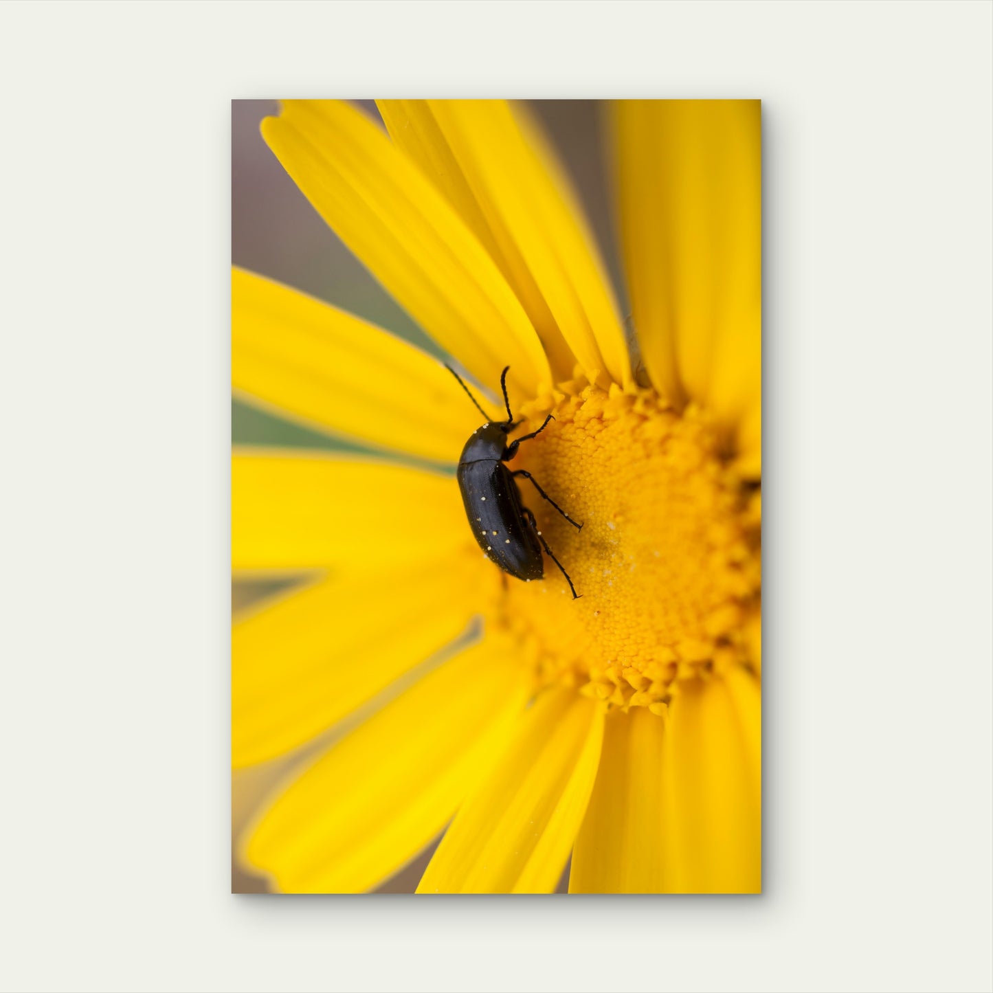 Pollen Beetle on Yellow Daisy 40x60cm Metal Print Ready to Hang