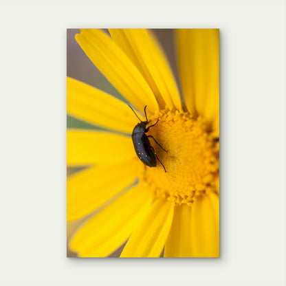 Pollen Beetle on Yellow Daisy 60x90cm Metal Print Ready to Hang