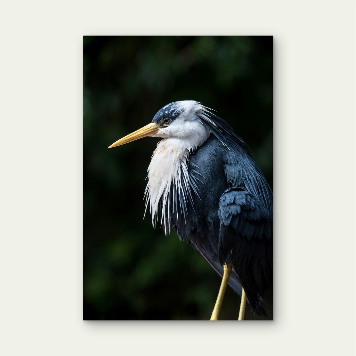 Close Up of Pied Heron 60x90cm Metal Print Ready to Hang