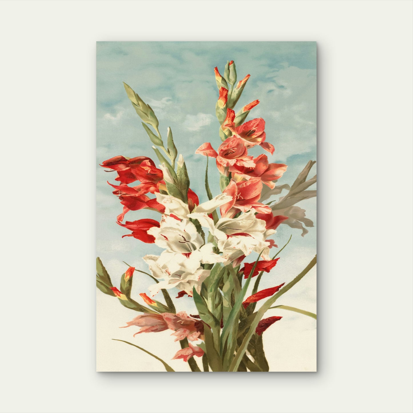 Illustration of Gladiolus Flowers 60x90cm Metal Print Ready to Hang