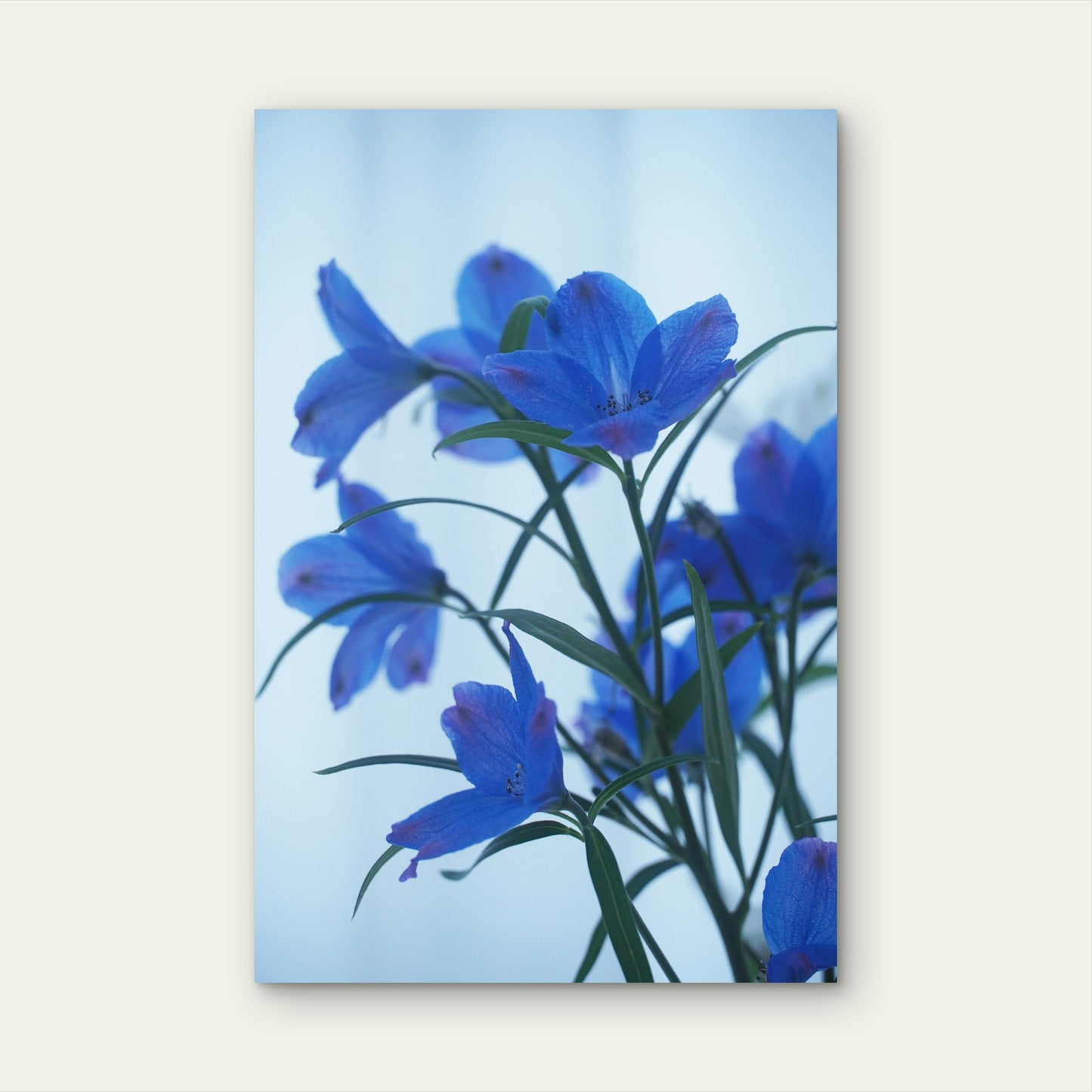 Blue Violet Balloon Flowers 60x90cm Metal Print Ready to Hang