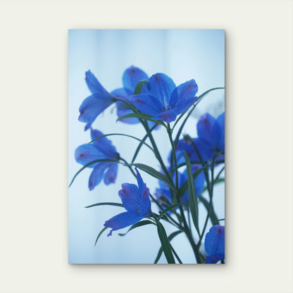 Blue Violet Balloon Flowers 60x90cm Metal Print Ready to Hang