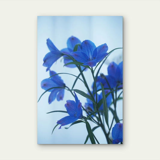 Blue Violet Balloon Flowers 60x90cm Metal Print Ready to Hang
