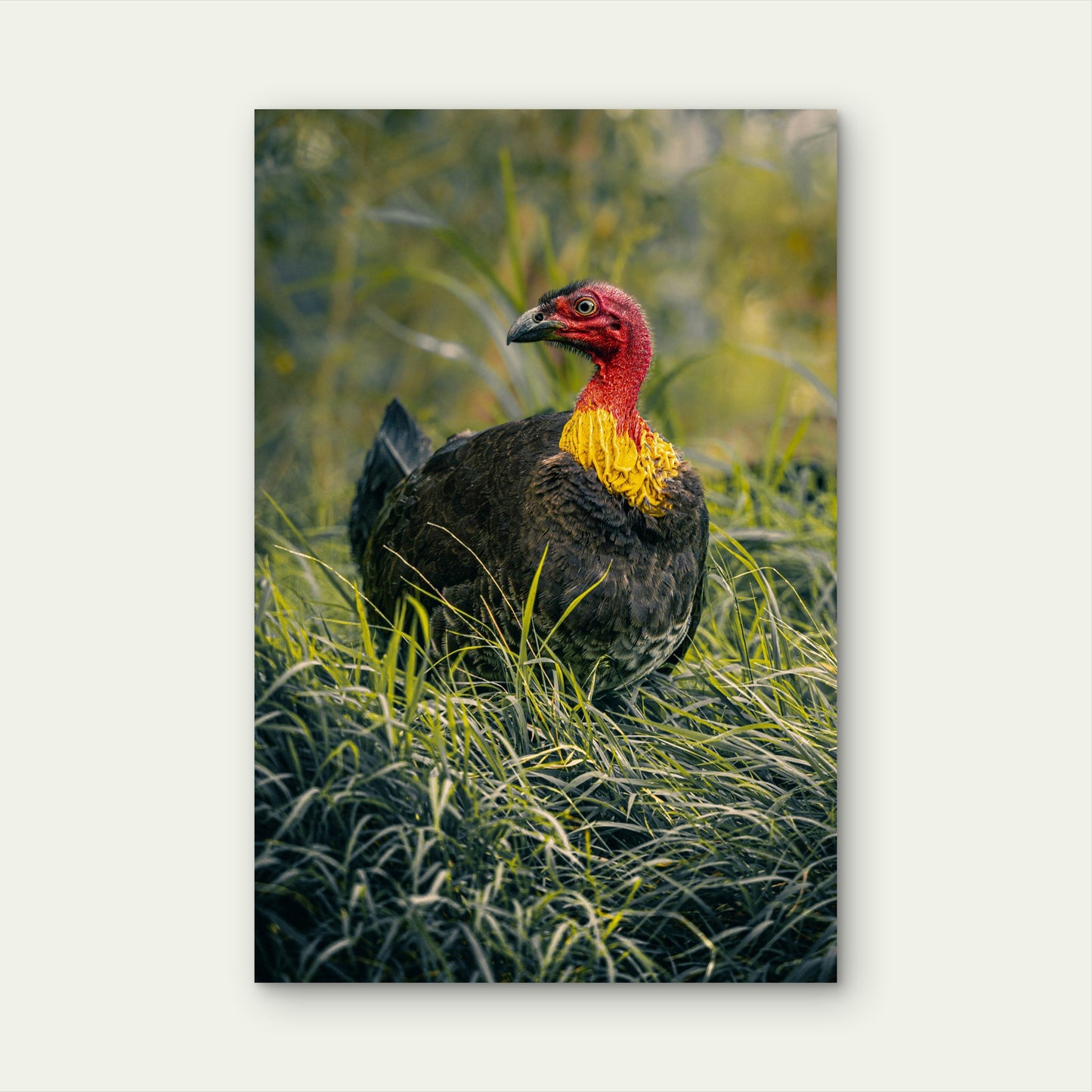 Australian Brushturkey 40x60cm Metal Print Ready to Hang