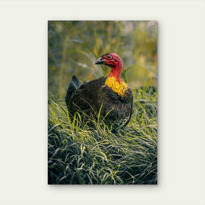 Australian Brushturkey 40x60cm Metal Print Ready to Hang