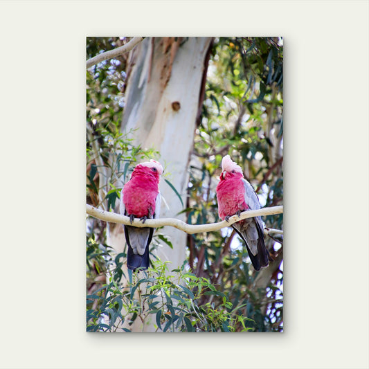 Australian Galah Cockatoo Birds Art 40x60cm Metal Print Ready to Hang