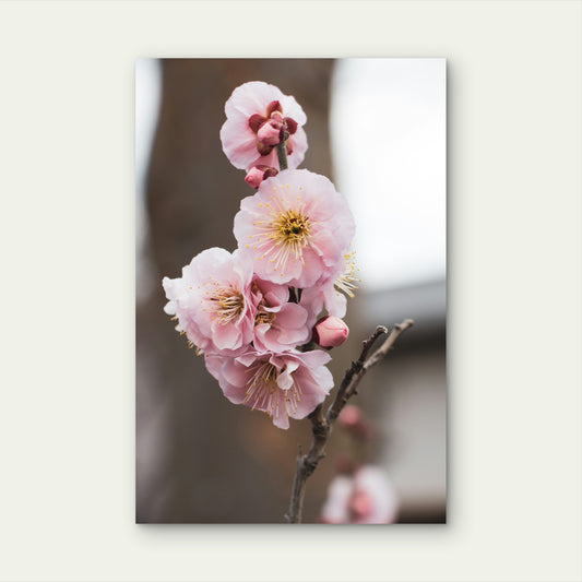 Cherry Blossoms In Japan 60x90cm Metal Print Ready to Hang