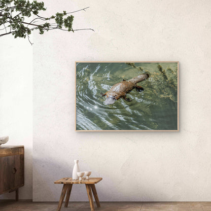 Platypus Eungella National Park Queensland Wall Art Decor 100% Australian Made