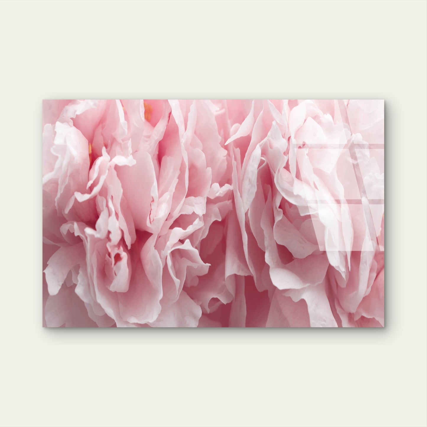 Soft Pink Peony Flower Petals Macro Acrylic Glass Printing Wall Art Australian Made Quality