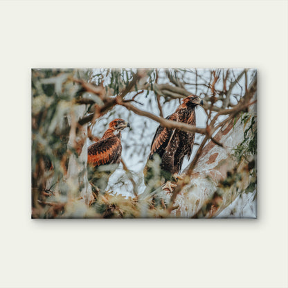 Wedge Tailed Eagle Nest Australia Wall Art Decor 100% Australian Made