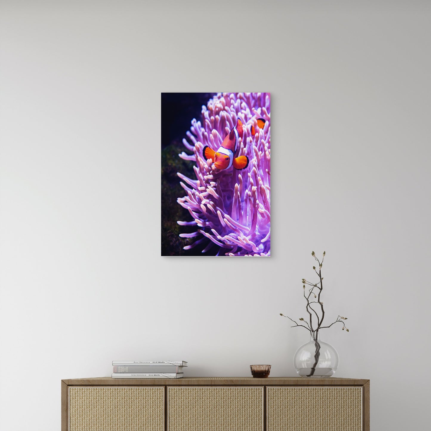Clownfish Sea Anemone Reef Australia 40x60cm Metal Print Ready to Hang