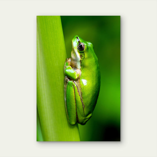 Macro Photo Of Eastern Dwarf Tree Frog 60x90cm Metal Print Ready to Hang