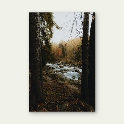 River Flowing Through A Forest During The Autumn Season 40x60cm Metal Print Ready to Hang