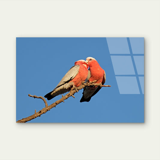 Australian Pink Galah Parrot Branch Acrylic Glass Printing Wall Art Australian Made Quality