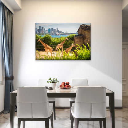 Giraffes in Taronga Zoo, Sydney, New South Wales (NSW), Australia Canvas Print Wall Art Decor 100% Australian Made